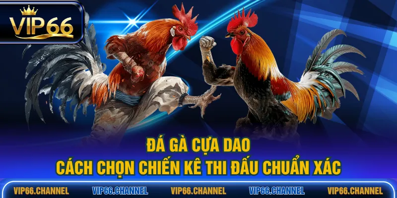 đá gà cựa dao