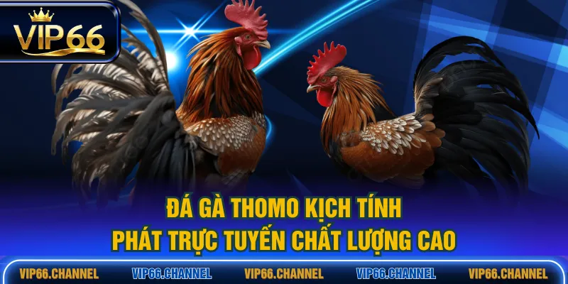 Đá Gà Thomo