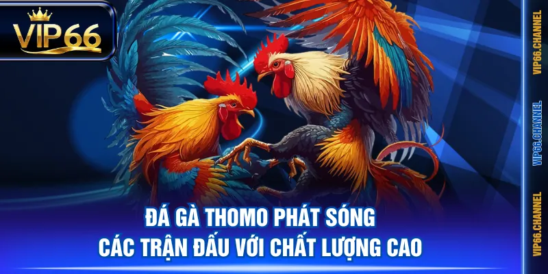 Đá Gà Thomo phát sóng các trận đấu với chất lượng cao