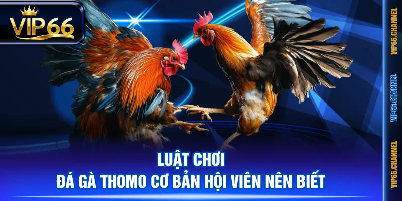 Luật chơi Đá Gà Thomo cơ bản hội viên nên biết