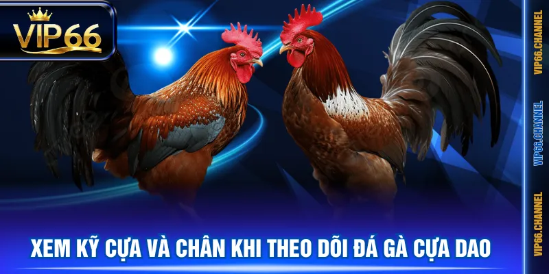 Xem kỹ cựa và chân khi theo dõi đá gà cựa dao